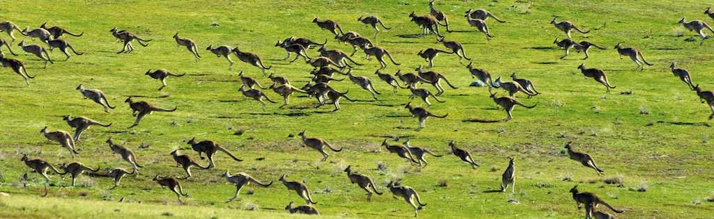 カンガルー群れ2