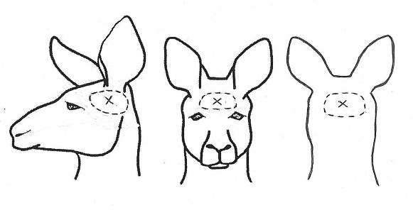 カンガルー産業 捕獲者 ハンター の資格 Roomeat Online Shop